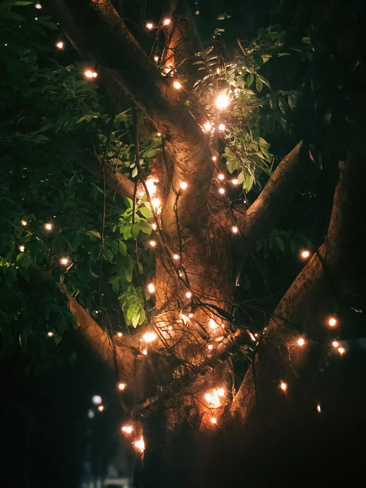 BMC Tree Lights