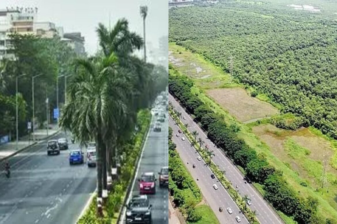 Navi Mumbai Municipal Corporation Cancels Controversial Flyover Project Over Environmental Concerns