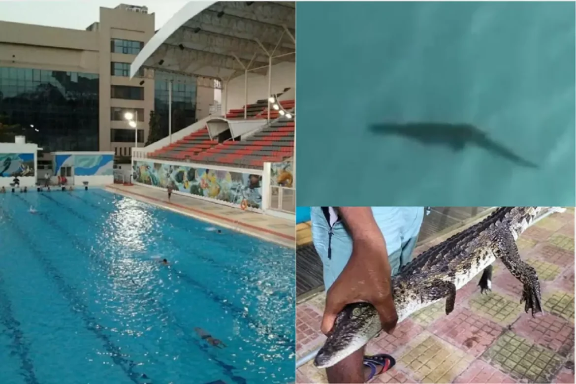 Baby Crocodilе Safеly Rеscuеd from Mumbai's Dadar Swimming Pool
