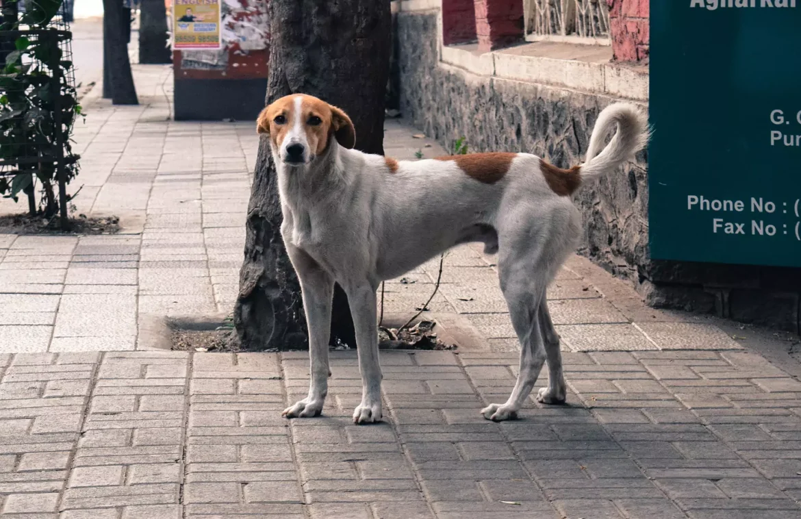 BMC Vaccinates Over 14,000 Stray Animals in Rabies Prevention Drive